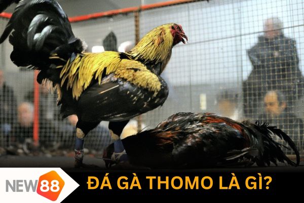 Khái niệm đá gà Thomo là gì?