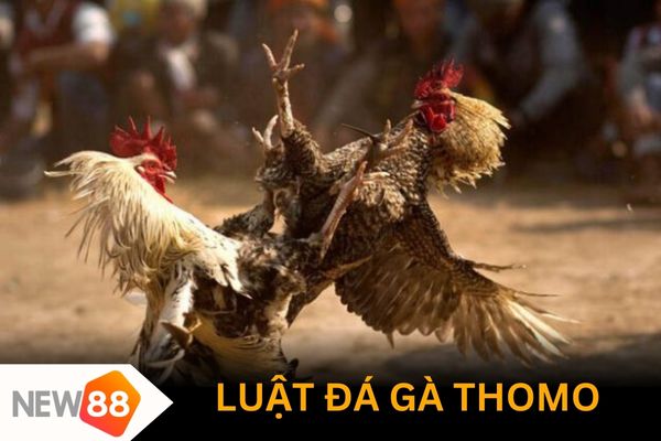 Luật chơi đá gà Thomo là gì?